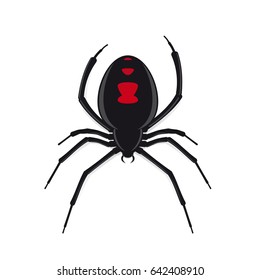 black widow spider vector