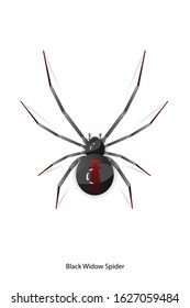 Black Widow Spider vector on white background.