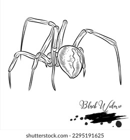 Black Widow Spiders, realistic insect animal sketch, vector illustration