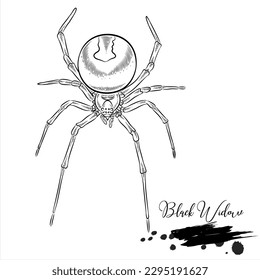 Black Widow Spiders, realistic insect animal sketch, vector illustration