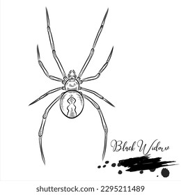 Black Widow Spiders, realistic insect animal sketch, vector illustration