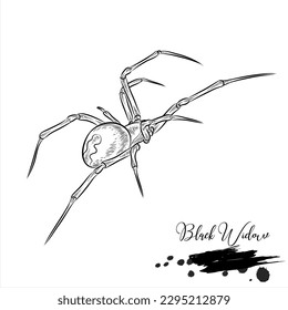 Black Widow Spiders, realistic insect animal sketch, vector illustration