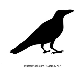 Black wild crow silhouette vector.