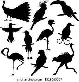 black wild tropical birds isolated on white background set