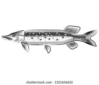 Black and wite illustretion of pice. vector graphic illustration of fish pike