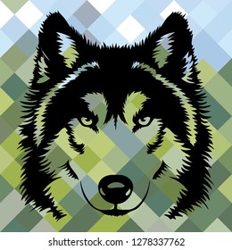 Black wolf face on colored background. Vector. Isolated	