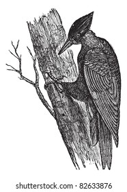 Black Woodpecker of America (Dryotomus pileatus), vintage engraved illustration. Trousset encyclopedia (1886 - 1891).