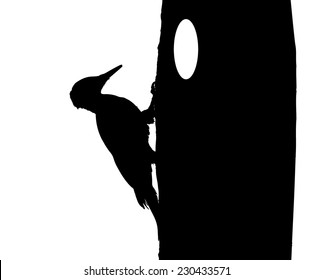 Black woodpecker on tree silhouette