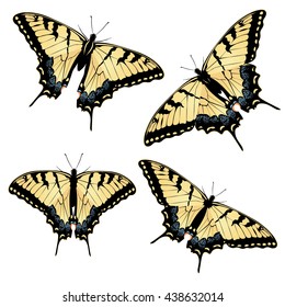 Black yellow tiger swallowtail, big machaon butterfly illustration.