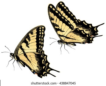 Black yellow tiger swallowtail, big machaon butterfly illustration.