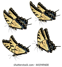 Black yellow tiger swallowtail, big machaon butterfly illustration.