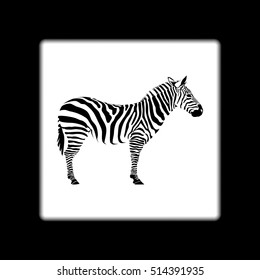 The black zebra on white background in frame