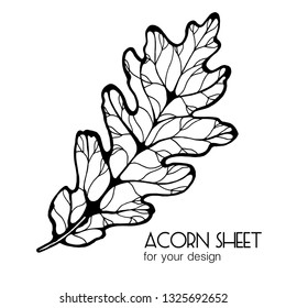 
Black-and-white acorn leaf, leaf vector illustration isolated on white background, botany.