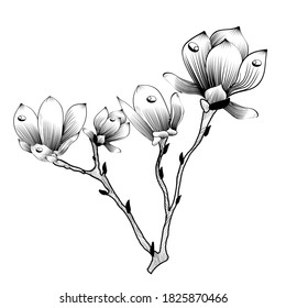 Black-and-white branch of a magnolia vector graphics. For use in greeting design