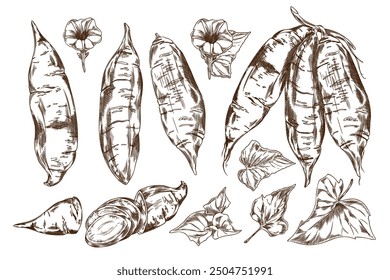 A black-and-white hand-drawn drawing depicts sweet potatoes among delicate flowers and leaves. This vector illustration embodies natural elegance.