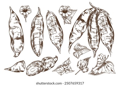 Eine handgezeichnete Schwarz-Weiß-Zeichnung zeigt Süßkartoffeln zwischen zarten Blumen und Blättern. Diese Vektorgrafik verkörpert natürliche Eleganz.