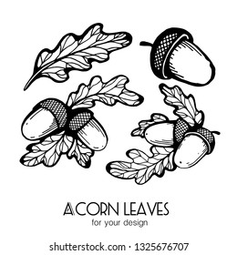 
Black-and-white leaves of acorn and acorns on a white background. Vector black and white illustration. Botany set.