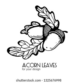 
Black-and-white leaves of acorn and acorns on a white background. Vector black and white illustration. Botany