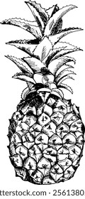 A black-and-white line art drawing of a pineapple, showcasing its unique texture and spiky leaves. The design is minimalistic yet detailed.