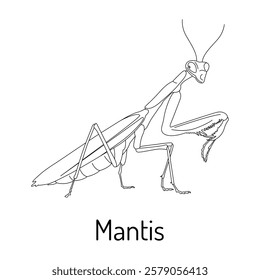 Black-and-white line art of a praying mantis. Ideal for scientific illustrations, coloring pages, educational projects, and designs highlighting the beauty of insects and nature