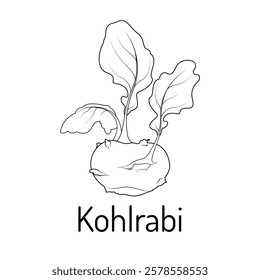 Black-and-white line drawing of a kohlrabi plant with leaves and bulb. Perfect for educational, botanical, or artistic projects focused on vegetables and gardening