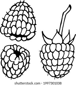 Black-and-white raspberry on white background. Vector image.
