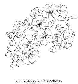 Black-and-white sketch of a cherry blossom branch on white background for decorating banners, flyers, posters, websites. Vector illustration.