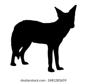 Ilustración vectorial de chacal con respaldo negro sobre fondo blanco.