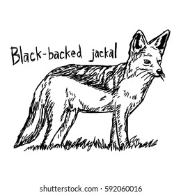 Black-backed jackal - vector illustration sketch hand drawn with black lines, isolated on white background