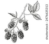 Blackberries branch with ripe berries