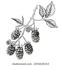 Blackberries branch with ripe berries