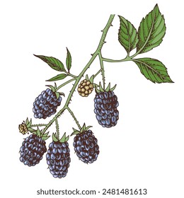 Blackberries branch with ripe berries