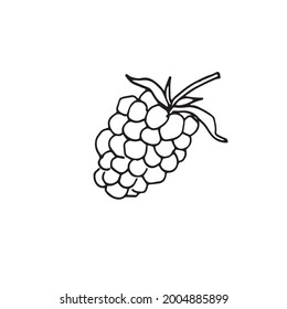 Blackberries drawn in a vector
