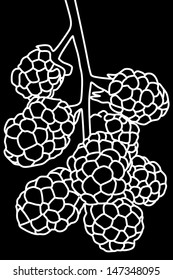 blackberries illustration