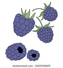 Blackberries isolated on a white background. Fresh summer Berries vector illustration. Garden Berry elements for design. Ripe blackberry flat drawing. Branch with fresh blackberries. Blackberry twig.