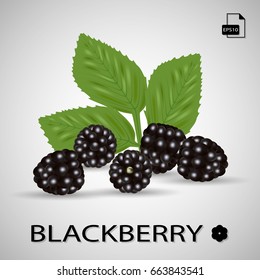 Blackberries and leaves isolated on background. Vector illustration