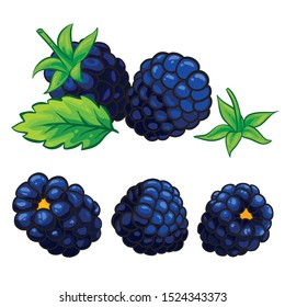 Blackberries with leaves isolated on white background. Blackberry composition. Hand drawn vector illustration.