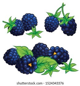 Blackberries With Leaves Isolated On White Background. Blackberry Composition. Hand Drawn Vector Illustration.