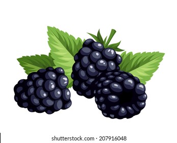 Blackberries and leaves isolated on a white background. Vector illustration.