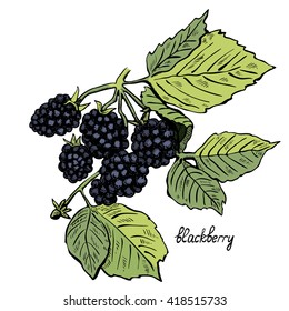 Blackberries, line art, colored