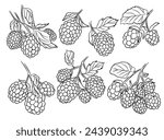 Blackberries outline branches illustration. Vector collection.