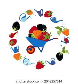 Blackberries, raspberries and yellow raspberries. Ripe berries in a wheelbarrow, a round frame of berries and watering cans. Flat style Vector Illustration.