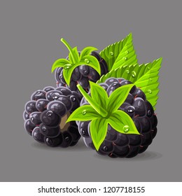 Blackberries with a stem leaves and drops of water on grey. Vector illustration. No gradients