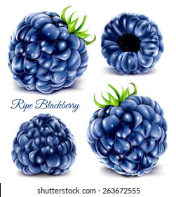 Blackberries. Vector illustration.