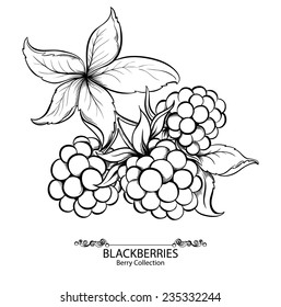 Blackberries. Ilustración vectorial de baya dibujada a mano