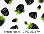 Blackberry background. Flying blackberry with green leaf on transparent background. Blackberry falling from different angles. Focused and blurry objects. 3D realistic vector.