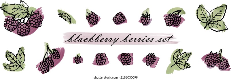 blackberry berries set hand drawn illustrations with watercolor vector brush strokes