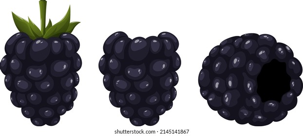 Blackberry, berries in various positions, vector image of summer delicious plants. Vitamins and proper nutrition. Healthy lifestyle concept for poster, banner, advertisement or sticker.