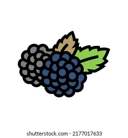vector de icono de color de la baya negra. signo de moras de mora negra. ilustración de símbolo aislado