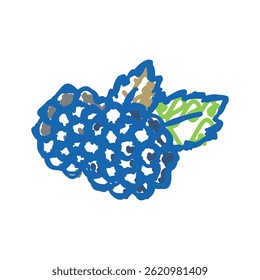 blackberry berry doodle icon sketch vector. blackberry berry sign. isolated symbol illustration